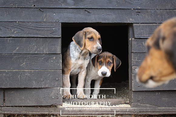 Hurworth Hunt Hound Pups 084
