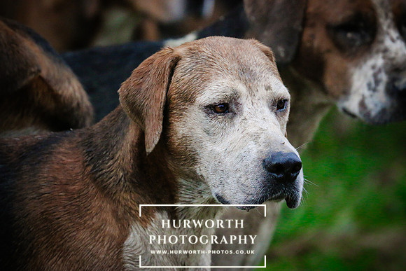 Hurworth Hunt  508