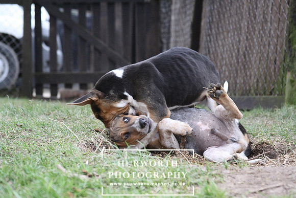 Hurworth Hunt Hound Pups 037