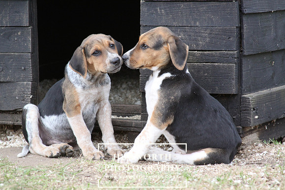Hurworth Hunt Hound Pups 104