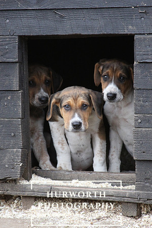 Hurworth Hunt Hound Pups 117