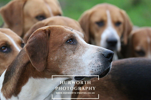 Hurworth Hunt  115