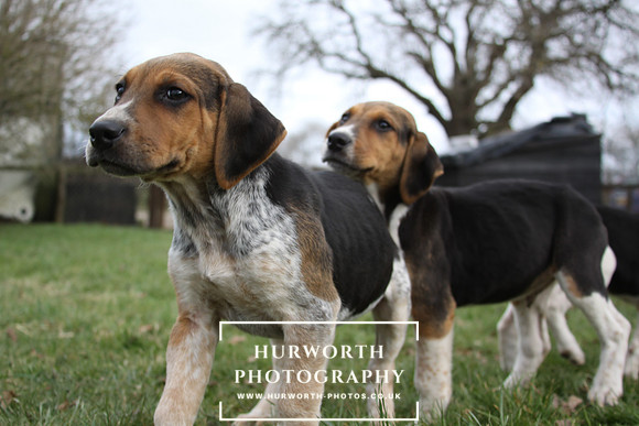 Hurworth Hunt Hound Pups 028