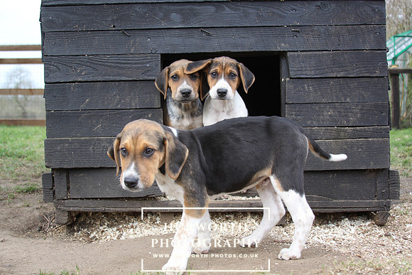 Hurworth Hunt Hound Pups 082