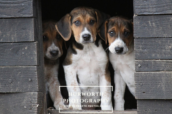 Hurworth Hunt Hound Pups 113