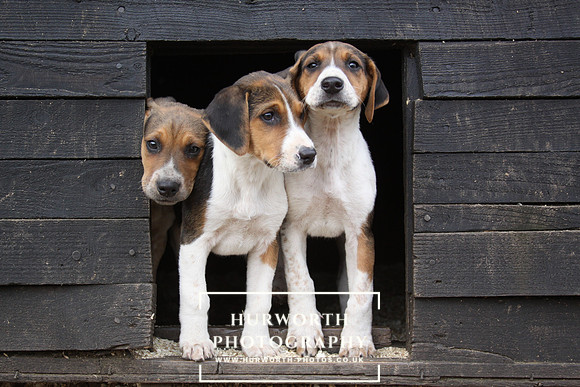 Hurworth Hunt Hound Pups 078