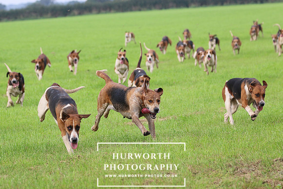 Hurworth Hunt 439