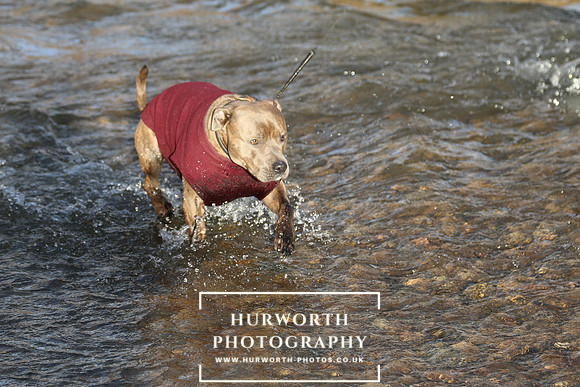Hurworth Hunt 136