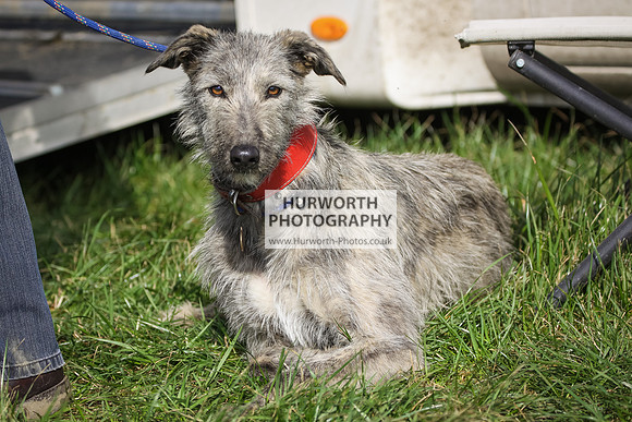 Hurworth Hunt Hedge Hop 017