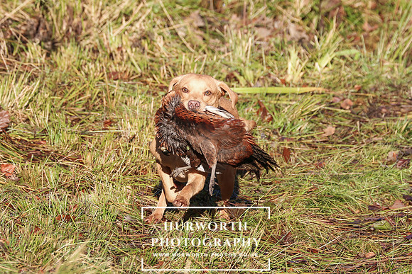 Studley Royal Ladies Shoot 149