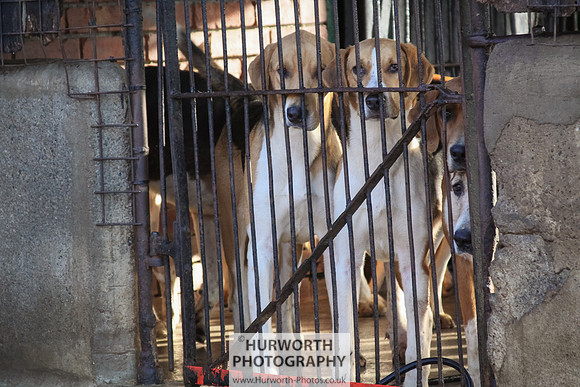 Hurworth Hunt 010