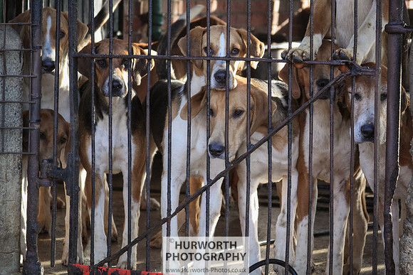 Hurworth Hunt 012