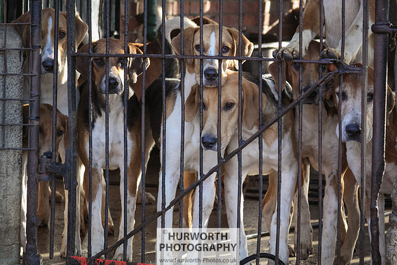 Hurworth Hunt 013