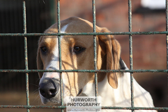 Hurworth Hunt 020