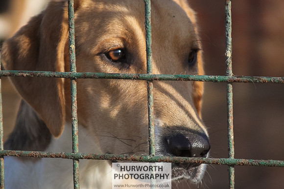 Hurworth Hunt 023