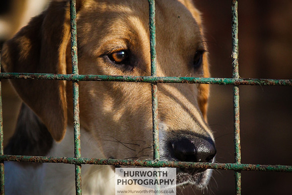 Hurworth Hunt 024