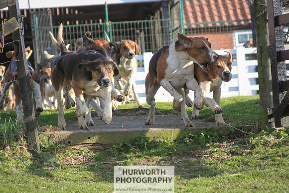 Hurworth Hunt 031