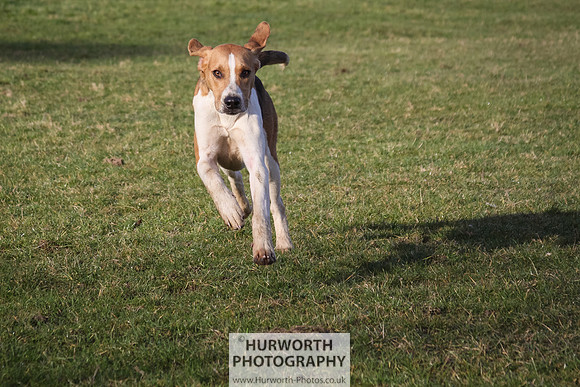 Hurworth Hunt 037