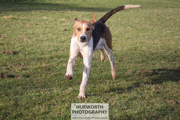 Hurworth Hunt 038