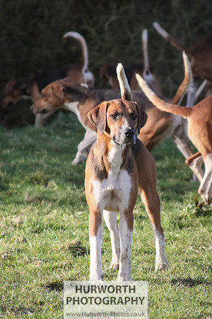 Hurworth Hunt 039