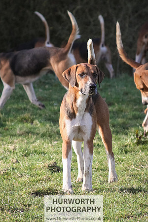 Hurworth Hunt 040