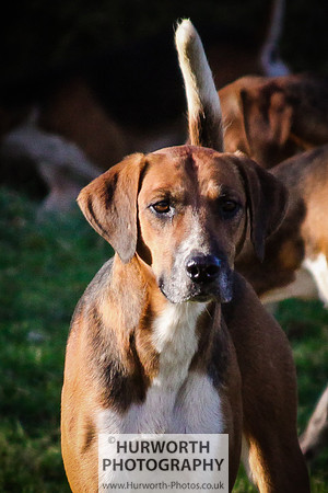 Hurworth Hunt 041