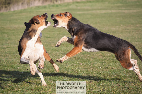 Hurworth Hunt 042