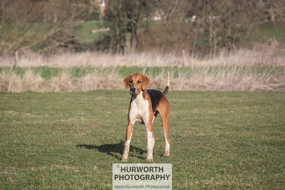 Hurworth Hunt 043