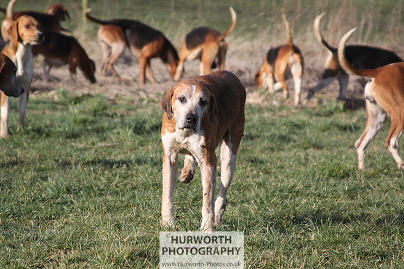 Hurworth Hunt 044