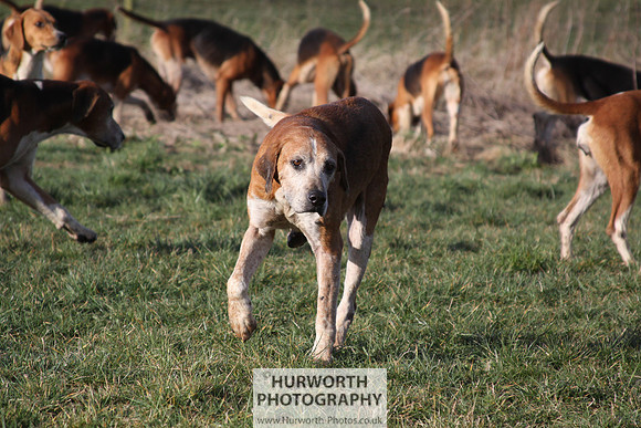 Hurworth Hunt 045