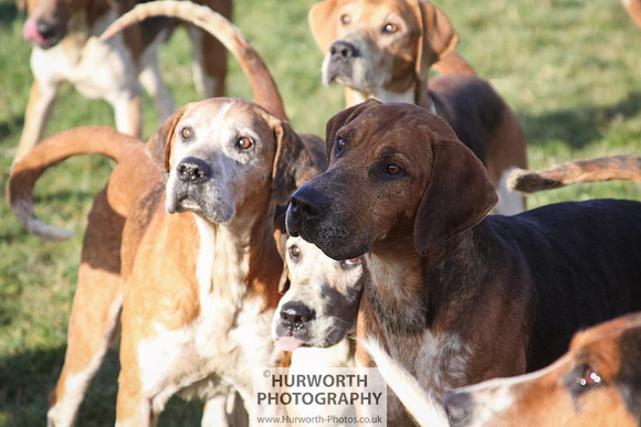 Hurworth Hunt 047