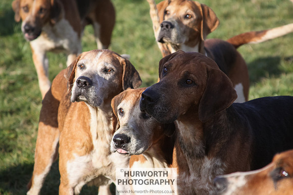 Hurworth Hunt 048