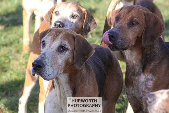 Hurworth Hunt 050
