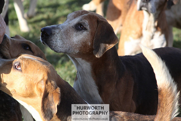 Hurworth Hunt 051