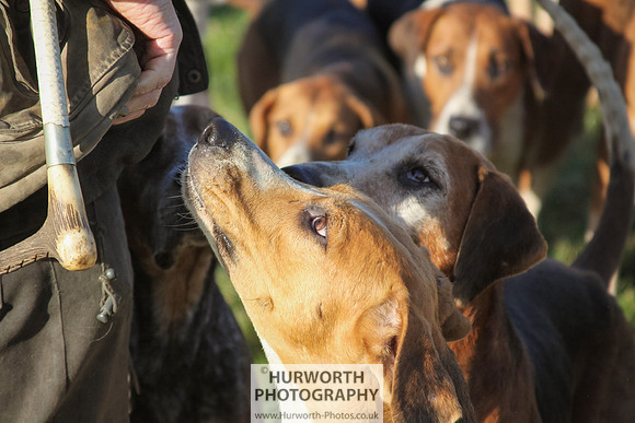 Hurworth Hunt 052