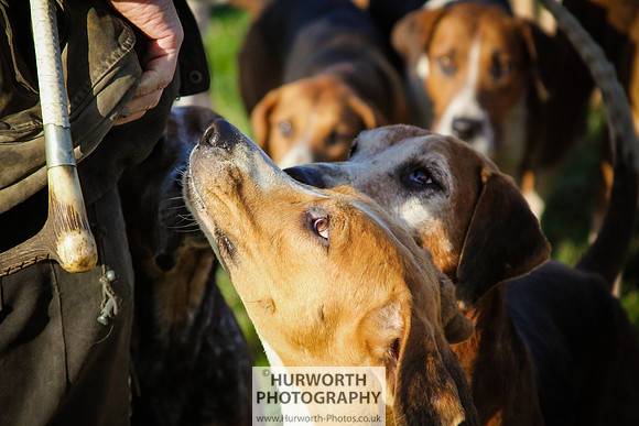 Hurworth Hunt 053