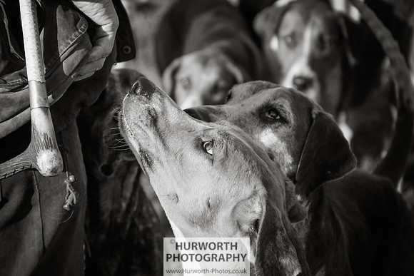 Hurworth Hunt 054