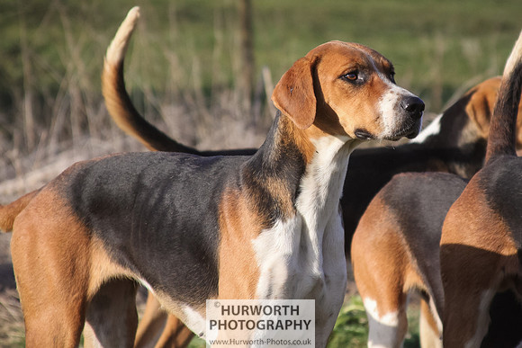 Hurworth Hunt 055