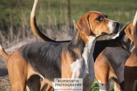 Hurworth Hunt 056