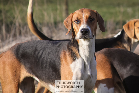 Hurworth Hunt 057