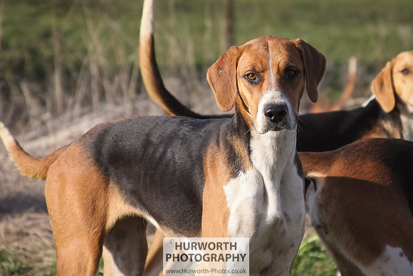 Hurworth Hunt 058