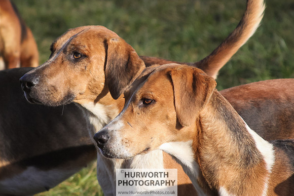 Hurworth Hunt 059