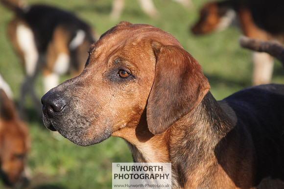 Hurworth Hunt 060