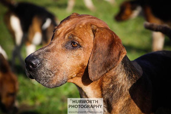 Hurworth Hunt 061