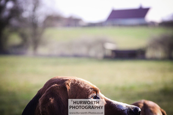 Hurworth Hunt 062