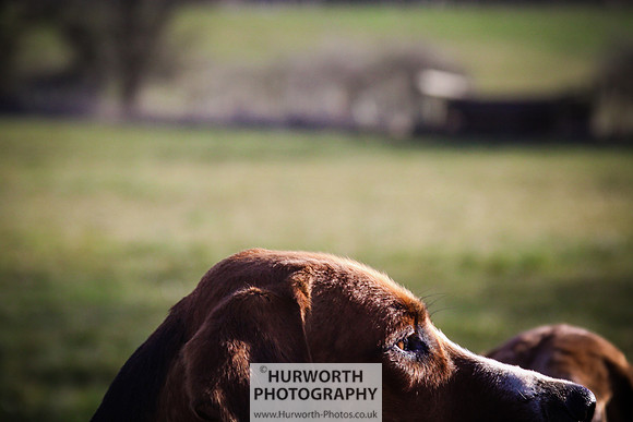 Hurworth Hunt 063