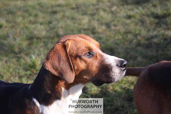 Hurworth Hunt 064