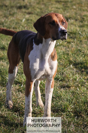 Hurworth Hunt 065