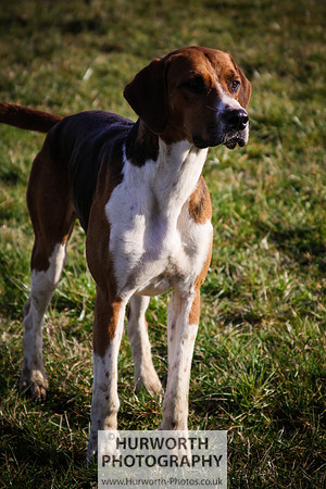 Hurworth Hunt 066