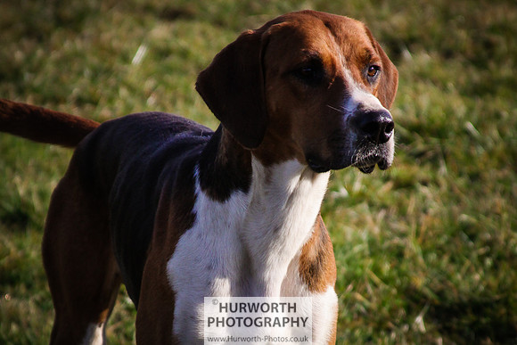 Hurworth Hunt 067